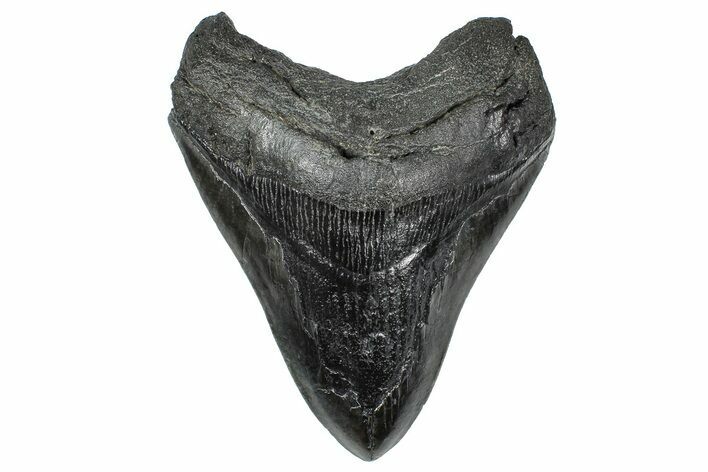 Bargain, Fossil Megalodon Tooth - South Carolina #367989